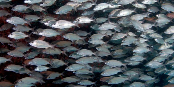 Dive With South Florida Diving Headquarters